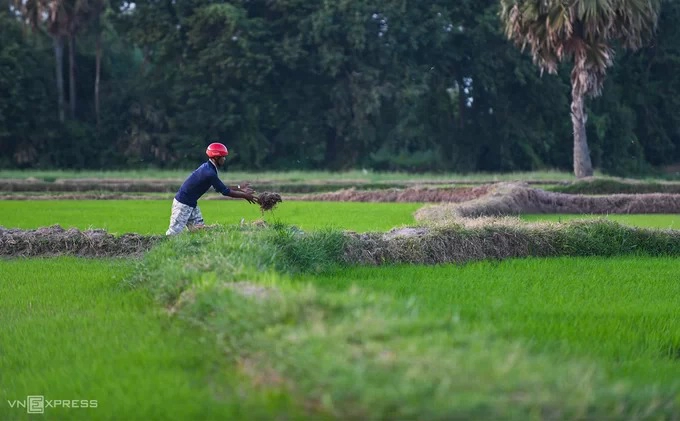 Một người dân đắp bờ để ngăn cách và tạo lối đi giữa các thửa ruộng.