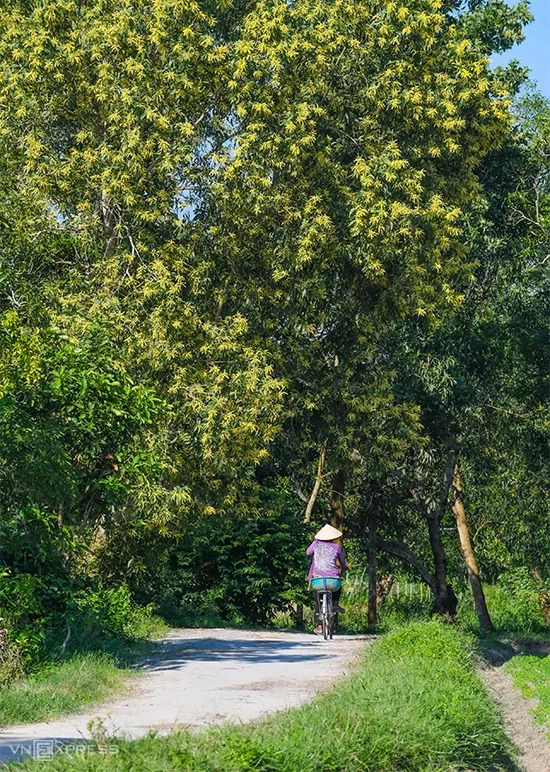 Mùa hoa tràm nở rộ bên con đường đất chạy xuyên qua cánh đồng Tà Pạ.