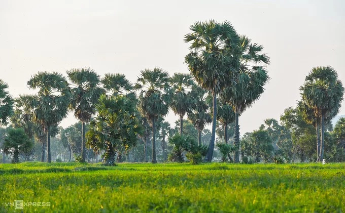 An Giang còn được biết đến là xứ sở cây thốt nốt ở Việt Nam. Nếu khởi hành đến Tà Pạ từ thành phố Châu Đốc, du khách cũng nên ghé vào những vùng trồng cây thốt nốt nằm hai bên đường. Đa phần vùng thốt nốt đẹp nhất ở gần trục đường chính, một trong số đó là dãy thốt nốt ở phía sau chùa Sđach Toth, cách thành phố Châu Đốc khoảng 23 km.