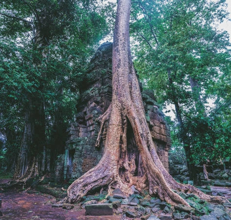 Ta Prohm là một ngôi đền đổ nát nhưng đầy hấp lực bởi những bộ rễ cây đại thụ - Ảnh: Mai Hương