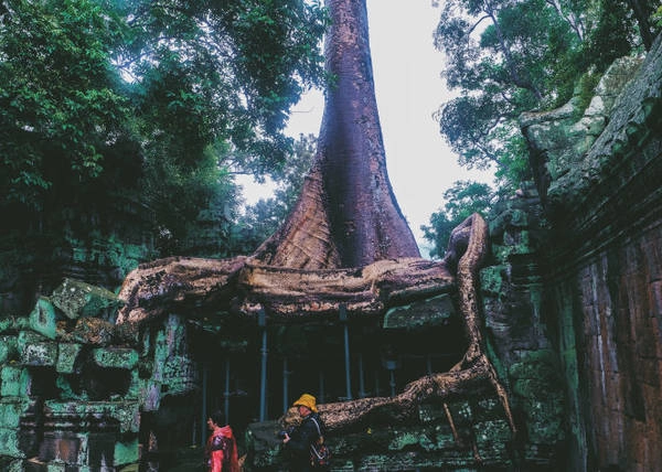 Nhiều nhánh rễ cắm sâu, ôm chặt lấy bức tường như muốn níu giữ lại ngôi đền khỏi sự tàn phá của thời gian