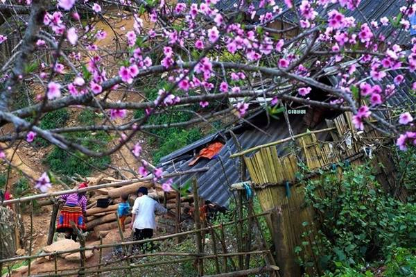 Cuộc sống của người dân tộc H'mong dưới những cây hoa đào bung nở cũng là điều thu hút du khách, các nhiếp ảnh gia.