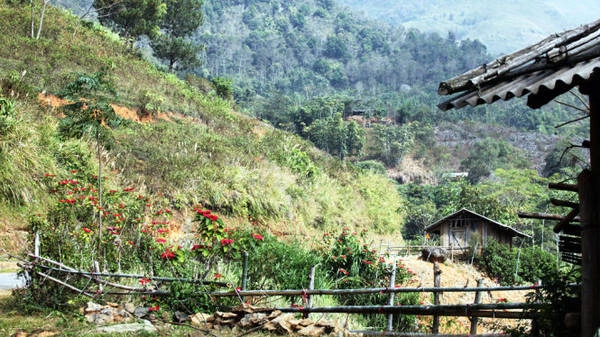 Bờ rào hoa hoa trạng nguyên - Ảnh: Giang Nguyên