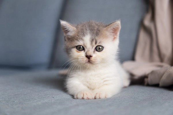dị ứng lông chó mèo