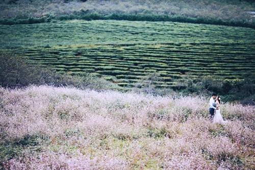 Không riêng gì dân phượt mà cả những đôi sắp cưới cũng tổ chức đến Mộc Châu để chụp hình album. Ảnh: vietbao