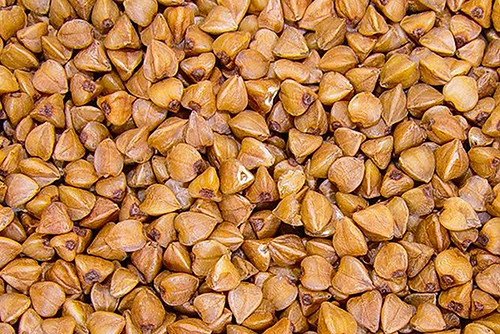 Hạt tam giác mạch sau khi thu hoạch. Ảnh: Tùng Dương.