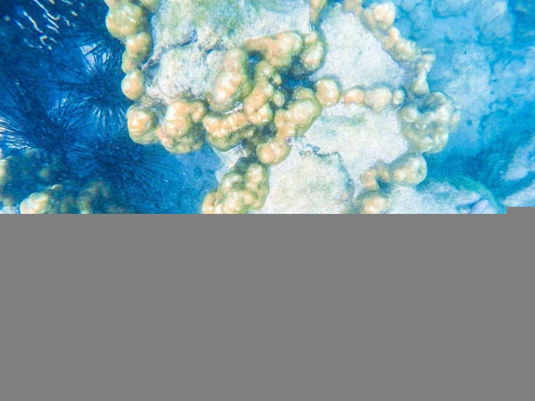 Đây là một nơi lý tưởngđể snorkeling, bởinước chỉ đến đầu gối, nhưng chạm tay xuống là hàng trăm đàn cá sọc, cầu gai,sao biển và san hô rực rỡ... Đeo kính vào và bạn sẽ được khám phá một thế giới đại dương sống động ngay gần bờbiển. Ảnh: Mai Hương