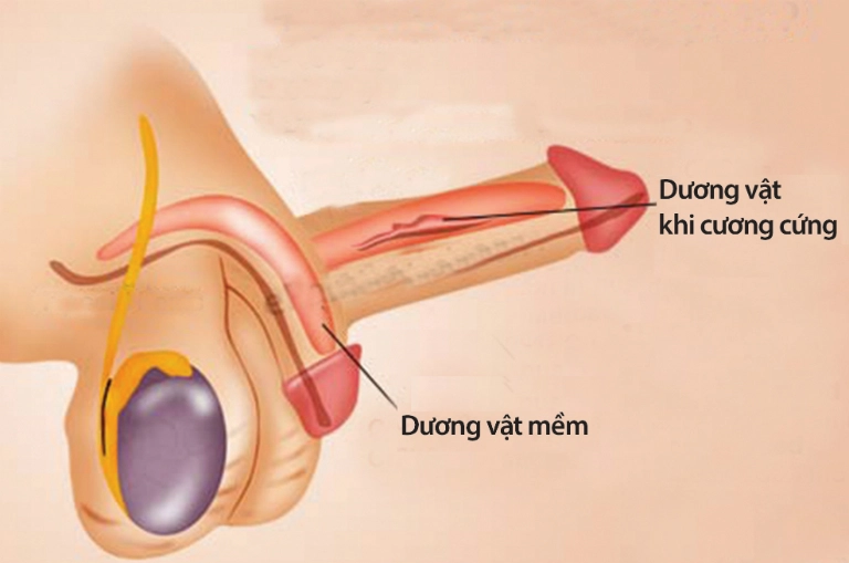 chiều dài dương vật