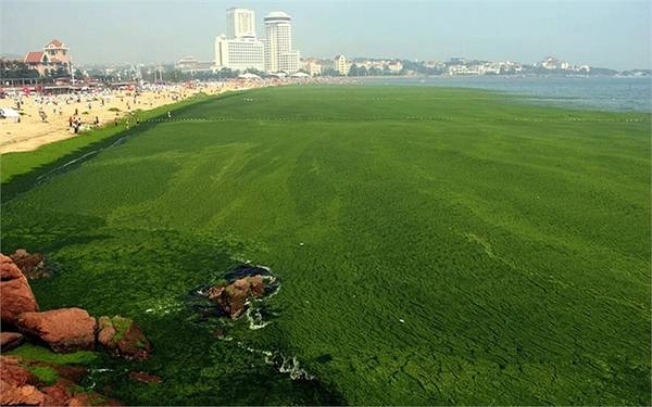 Vùng biển ngoài khơi Trung Quốc đã bị ảnh hưởng do tốc độ tăng trưởng cực nhanh của một loại tảo xanh