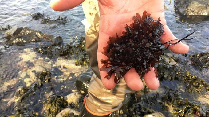 Tảo dulse là một món ăn thường xuyên của người Ireland hơn 1.000 năm qua. Loại tảo này giúp cộng đồng dân cư gần biển Antrim sống sót qua nạn đói kinh hoàng nhất lịch sử Ireland (1845 - 1849). McAllister cho hay: "Cha tôi và ông chú tôi đều đi lấy tảo dulse. Kể cả bà cố tôi, một góa phụ mù một mắt, cũng làm nghề này. Bởi thời đó không có gì khác để ăn cả". Tảo dulse là một món ăn thường xuyên của người Ireland hơn 1.000 năm qua. Loại tảo này giúp cộng đồng dân cư gần biển Antrim sống sót qua nạn đói kinh hoàng nhất lịch sử Ireland (1845 - 1849). McAllister cho hay: "Cha tôi và ông chú tôi đều đi lấy tảo dulse. Kể cả bà cố tôi, một góa phụ mù một mắt, cũng làm nghề này. Bởi thời đó không có gì khác để ăn cả".
