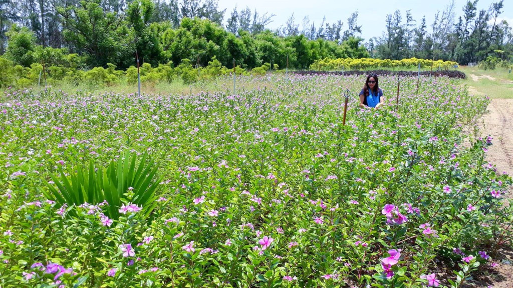 Dừa cạn và các loại cây được quy hoạch và chăm sóc theo tiêu chuẩn BioTrade nên rất đẹp mắt - @Thanh Loan Dừa cạn và các loại cây được quy hoạch và chăm sóc theo tiêu chuẩn BioTrade nên rất đẹp mắt - @Thanh Loan