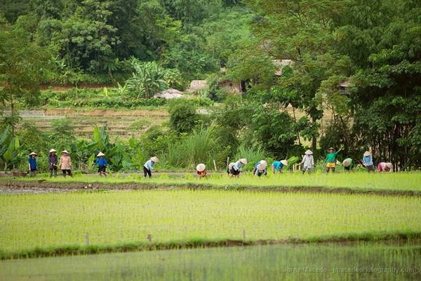 Những người nông dân trên ruộng lúa.