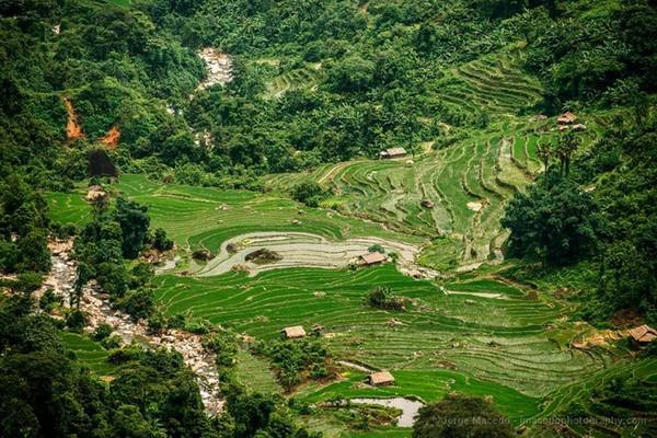  Những thửa ruộng bậc thang uốn lượn giữa núi rừng.