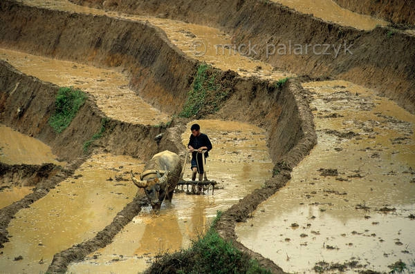 Cậu bé H'mong Đen đang cày ruộng ở một triền núi phía đông Sapa