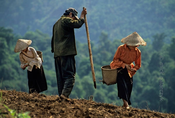 Cấy ngô ở Lai Châu