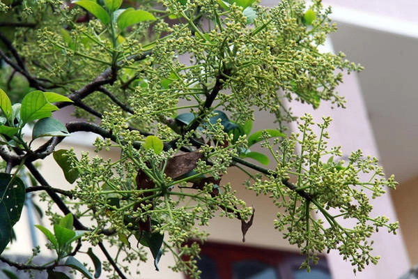 Hoa bơ Đắk Lắk - Ảnh: Nga Bích Hoa bơ Đắk Lắk - Ảnh: Nga Bích