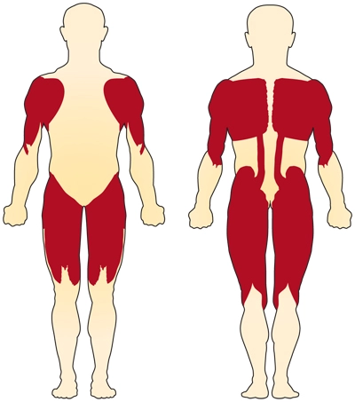 Các cơ gần trung tâm của cơ thể thường bị ảnh hưởng nhiều hơn trong SMA hơn là các cơ xa trung tâm