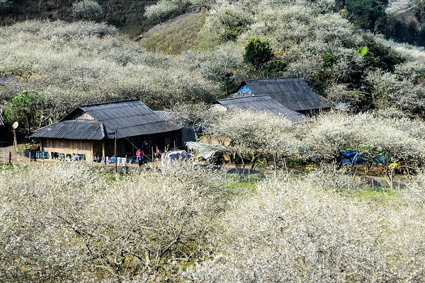 Những ngôi nhà đơn sơ của đồng bào Mông giữa rừng mận đang độ nở hoa. Ảnh: Hải Dương Những ngôi nhà đơn sơ của đồng bào Mông giữa rừng mận đang độ nở hoa. Ảnh: Hải Dương