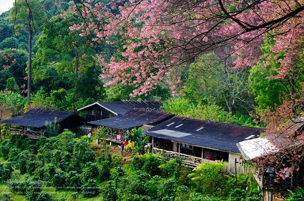 tet-nay-dao-choi-o-thung-lung-hoa-dao-dai-van-dam-ivivu-10