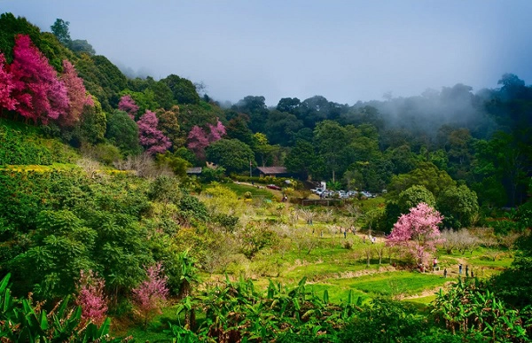tet-nay-dao-choi-o-thung-lung-hoa-dao-dai-van-dam-ivivu-11