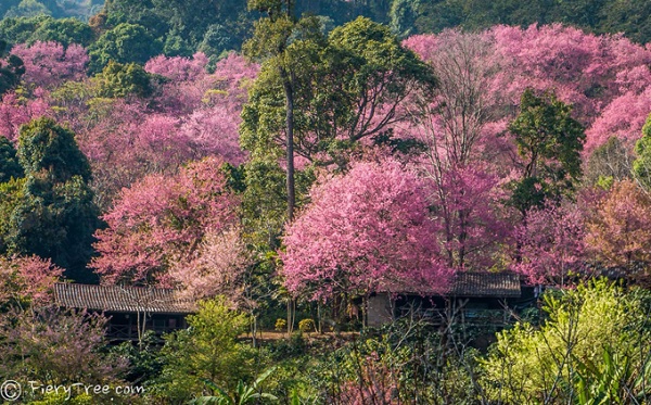 Lễ hội hoa anh đào ở Chiangmai diễn ra vào khoảng cuối tháng 1, đầu tháng 2 hàng năm. Đây là thời điểm rất nhiều khu vực phủ kín màu hồng phơn phớt đẹp như mơ, tạo nên không gian bồng bềnh tiên cảnh. Khác với các quốc gia xứ lạnh nơi mà hoa anh đào được trồng trong thành phố, quy hoạch cẩn thận, hoa anh đào ở Chiangmai mọc tự nhiên, xen kẽ trong các thung lũng, mang lại vẻ đẹp vừa hoang sơ, vừa diễm lệ. Lễ hội hoa anh đào ở Chiangmai diễn ra vào khoảng cuối tháng 1, đầu tháng 2 hàng năm. Đây là thời điểm rất nhiều khu vực phủ kín màu hồng phơn phớt đẹp như mơ, tạo nên không gian bồng bềnh tiên cảnh. Khác với các quốc gia xứ lạnh nơi mà hoa anh đào được trồng trong thành phố, quy hoạch cẩn thận, hoa anh đào ở Chiangmai mọc tự nhiên, xen kẽ trong các thung lũng, mang lại vẻ đẹp vừa hoang sơ, vừa diễm lệ.