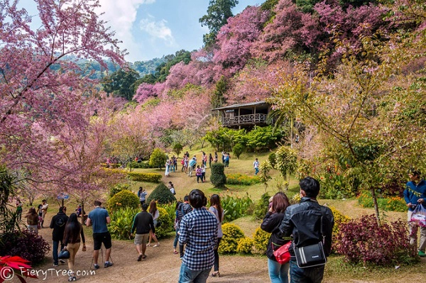 Một trong những nơi ngắm hoa anh đào đẹp nhất ở Chiangmai nằm ở Trung tâm nghiên cứu nông nghiệp trên cao nguyên Baan Khun Chang Kian, thuộc trường đại học Chiangmai. Khu vực này trồng nhiều hoa anh đào nhất và cũng được đánh giá là thơ mộng và lãng mạn nhất. Một trong những nơi ngắm hoa anh đào đẹp nhất ở Chiangmai nằm ở Trung tâm nghiên cứu nông nghiệp trên cao nguyên Baan Khun Chang Kian, thuộc trường đại học Chiangmai. Khu vực này trồng nhiều hoa anh đào nhất và cũng được đánh giá là thơ mộng và lãng mạn nhất.