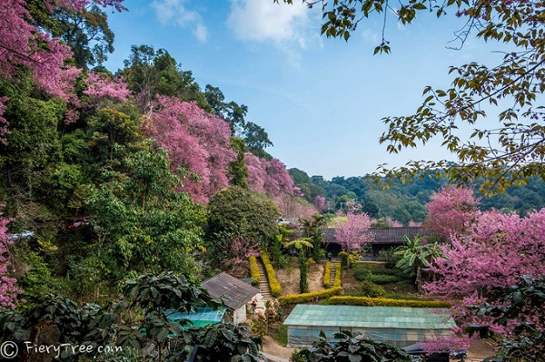 Chiang Mai là thành phố lớn thứ 5 ở Thái Lan, nằm ở miền Bắc, cách thủ đô Bangkok 700 km. Du khách có thể đi xe khách nhưng quãng đường khá xa và mệt mỏi nên bạn nên đi máy bay, thời gian khoảng một giờ. Bên cạnh thủ đô Bangkok, các hòn đảo xinh đẹp thì Chiangmai là là cái tên được nhiều khách du lịch nhắc tới bởi bản sắc văn hóa của các dân tộc địa phương. Chiang Mai là thành phố lớn thứ 5 ở Thái Lan, nằm ở miền Bắc, cách thủ đô Bangkok 700 km. Du khách có thể đi xe khách nhưng quãng đường khá xa và mệt mỏi nên bạn nên đi máy bay, thời gian khoảng một giờ. Bên cạnh thủ đô Bangkok, các hòn đảo xinh đẹp thì Chiangmai là là cái tên được nhiều khách du lịch nhắc tới bởi bản sắc văn hóa của các dân tộc địa phương.