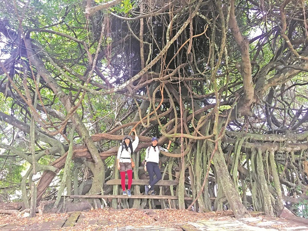 Cây đa cổ thụ bến sông Serepok - Ảnh: THỦY PHẠM Cây đa cổ thụ bến sông Serepok - Ảnh: THỦY PHẠM