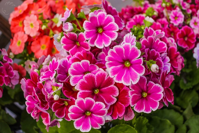 Hoa chi anh cũng rất nổi tiếng ở Nhật, còn được gọi là hoa Shiba Zakura. Được biết đến nhiều nhất với loài hoa này là hồ Motosu, một trong 5 hồ Phú Sĩ.  Hoa chi anh bắt đầu đua nhau khoe sắc từ khoảng giữa tháng 4 đến cuối tháng 5. Đây cũng là dịp tổ chức lễ hội hoa Chi Anh hàng năm (19/4 - 1/6).