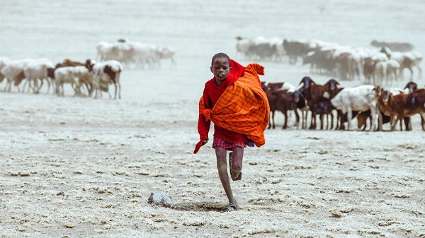 Bé trai Maasai chăn đàn dê của gia đình Bé trai Maasai chăn đàn dê của gia đình