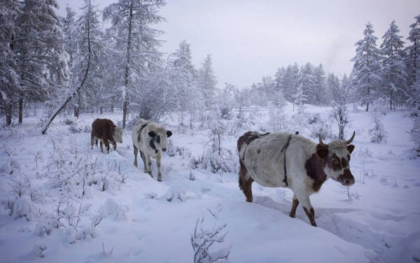 Đàn bò ở Oymyakon