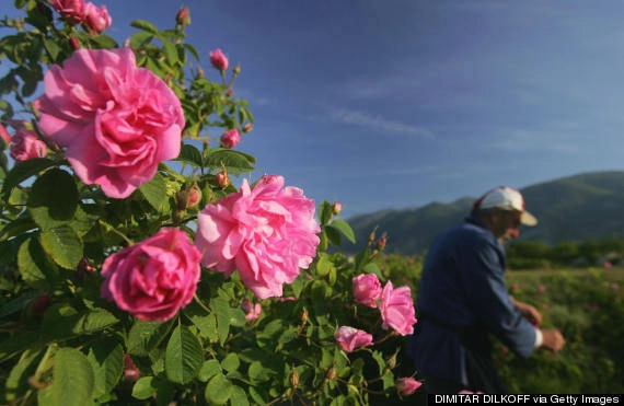 Hoa hồng Bulgaria đua sắc