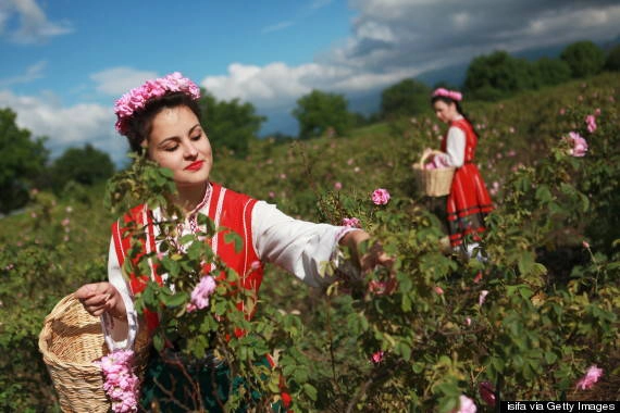 Những "cô gái hoa hồng" đang thu hoạch hoa