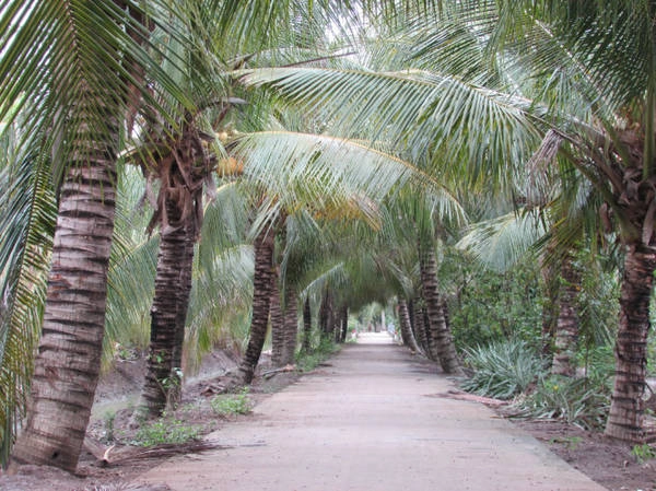 Đường quê rợp bóng dừa ở Tân Phú Đông - Ảnh: N.T.Đăng