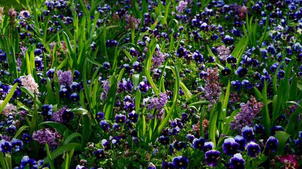 Muôn sắc hoa ở Floriade - Ảnh: N.N.Tuấn Muôn sắc hoa ở Floriade - Ảnh: N.N.Tuấn
