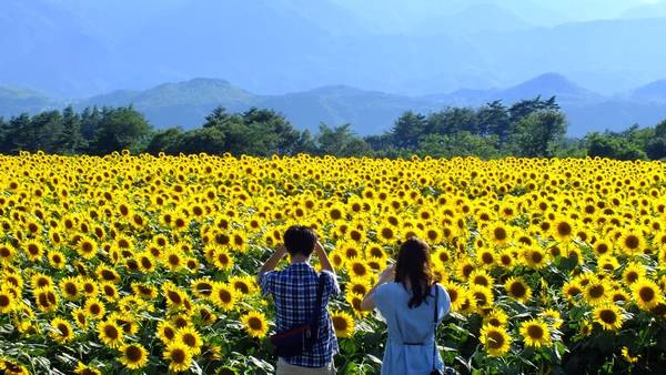 Ngỡ ngàng sắc vàng tươi tắn của biển hoa mặt trời tại Nghĩa Đàn, Nghệ An. Ảnh: gotoknow.info