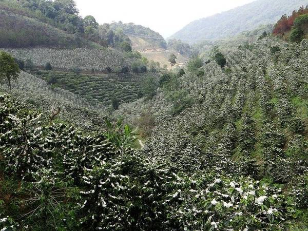 Pleiku và Buôn Ma Thuột là 2 thành phố có những rừng hoa cà phê lớn nhất. 