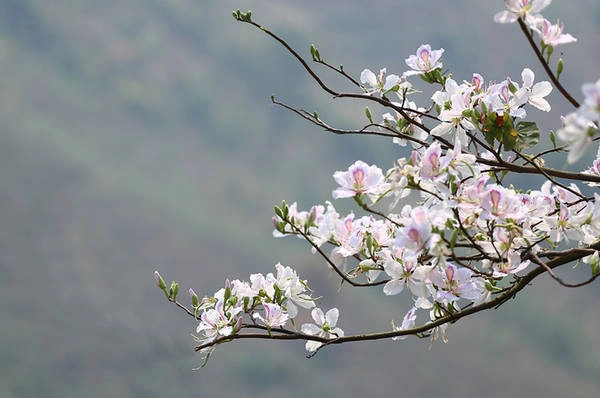 Hoa ban có vai trò đặc biệt trong phong tục của người Thái với lễ hội hoa ban, lễ hội xoè chiêng mùa xuân...