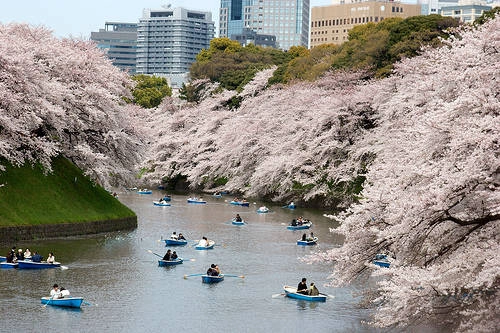 Du lịch Nhật Bản - Lễ hội ngắm hoa anh đào Hanami - iVIVU.com