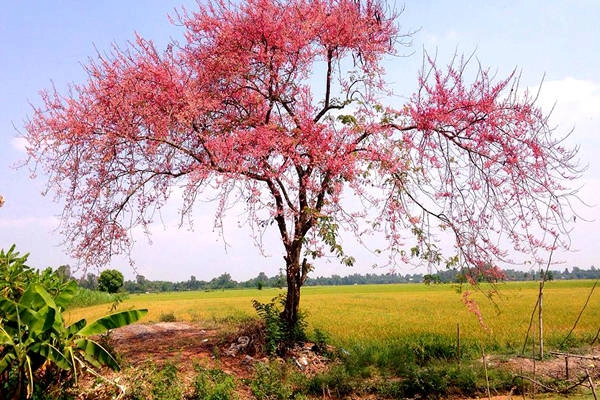 Miệt Vĩnh Trạch (huyện Thoại Sơn, tỉnh An Giang) là nơi lý tưởng nhất để du khách dừng chân ngắm sắc hoa ô môi. Ảnh: Hiếu Nguyễn Vja. Miệt Vĩnh Trạch (huyện Thoại Sơn, tỉnh An Giang) là nơi lý tưởng nhất để du khách dừng chân ngắm sắc hoa ô môi. Ảnh: Hiếu Nguyễn Vja.