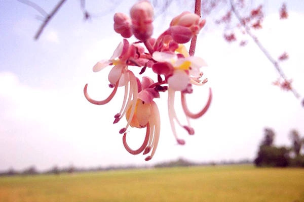 Bông ô môi nhỏ nhưng dày đặc, oằn trĩu cả thân cành. Ảnh: Hiếu Nguyễn Vja. Bông ô môi nhỏ nhưng dày đặc, oằn trĩu cả thân cành. Ảnh: Hiếu Nguyễn Vja.