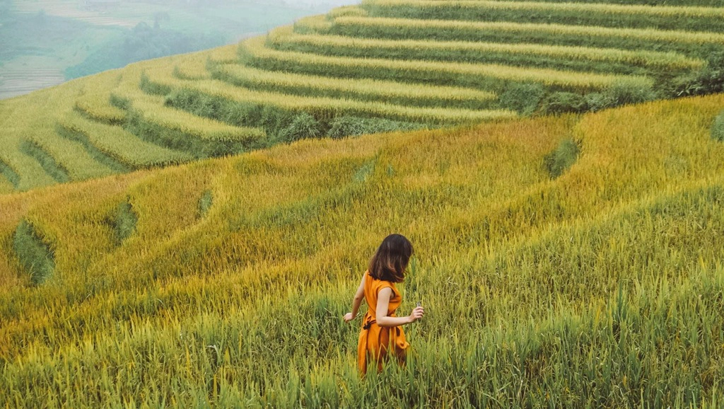 Sa Pa (Lào Cai): Sa Pa là điểm du lịch nổi tiếng của vùng núi Tây Bắc. Tháng 9 là thời điểm hút khách không chỉ bởi khí hậu mát mẻ mà còn vì những ruộng lúa bậc thang. Năm nay, lúa Sa Pa vào vụ thu hoạch sớm hơn. Khoảng thời gian này và những ngày nghỉ lễ sắp tới, bạn có thể tới Sa Pa để kịp sở hữu những bức ảnh tuyệt đẹp cùng cánh đồng lúa thơ mộng giữa núi rừng kỳ vĩ. Ảnh: Trần Lê Ngọc Thắng.