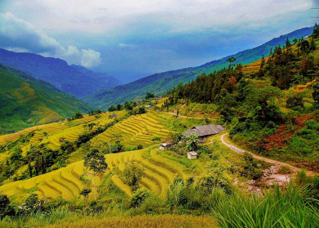 Y Tý (Lào Cai): Ngoài là vùng đất lý tưởng để săn mây, xã Y Tý thuộc huyện Bát Xát, Lào Cai, còn thu hút giới trẻ bởi những con sóng vàng quyến rũ trên từng ruộng lúa chín. Thời điểm này, lúa Y Tý đang gần vào dịp thu hoạch, đã chuyển vàng, thu hút nhiều nhiếp ảnh gia tới đây. Ngoài ra, A Lù, Tả Củ Tỷ, Sàng Ma Sáo… cũng là những địa phương sở hữu mùa vàng nên thơ của huyện Bát Xát. Ảnh: Hồng Lĩnh.