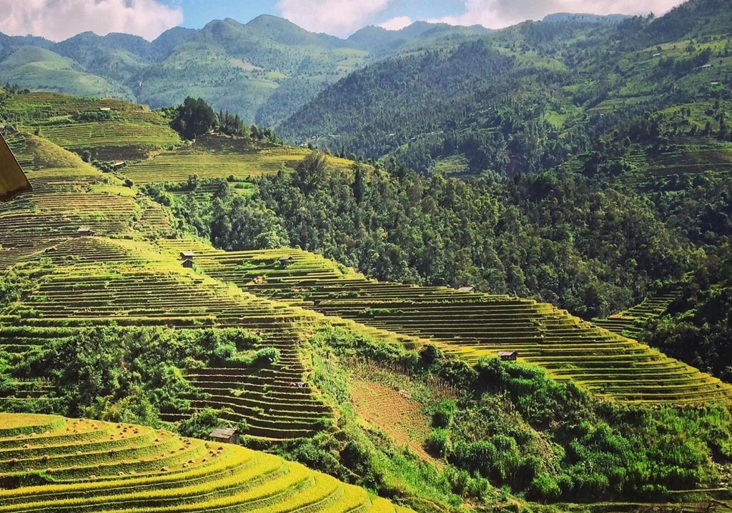 Mù Cang Chải (Yên Bái): Mù Cang Chải ở tỉnh Yên Bái là một trong những địa danh hàng đầu thu hút giới trẻ ghé tới chiêm ngưỡng mùa vàng. Nơi đây là vùng đất lý tưởng để săn những bức ảnh mùa lúa chín đẹp ngoạn mục. Hiện tại, lúa Mù Cang Chải hầu hết chưa vào vụ chín. Mùa vàng ở đây đẹp nhất thường rơi vào khoảng thời gian từ nửa sau tháng 9. Từ trên cao, từng ruộng lúa bậc thang dưới thung lũng như hóa thành biển vàng bao la trước mắt bạn. Ảnh: Vân Anh.