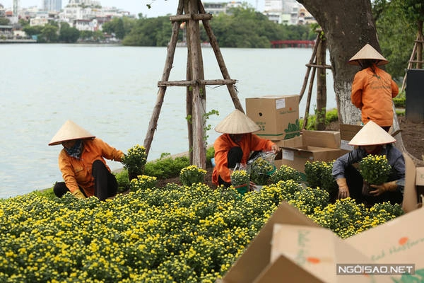 Đầu thu cũng là lúc hoa cúc vàng bắt đầu nở rộ, trên các con đường quanh bờ Hồ, từng chậu cúc nhỏ li ti mang đến diện mạo mới cho thành phố. Đầu thu cũng là lúc hoa cúc vàng bắt đầu nở rộ, trên các con đường quanh bờ Hồ, từng chậu cúc nhỏ li ti mang đến diện mạo mới cho thành phố.