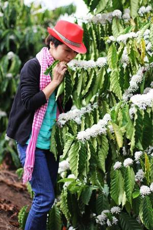 Du khách say lòng với hoa cà phê. Du khách say lòng với hoa cà phê.