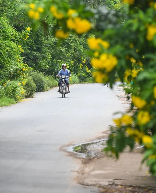 Con đường trước cửa thánh đường trong mùa hoa huỳnh liên vàng nở rộ.