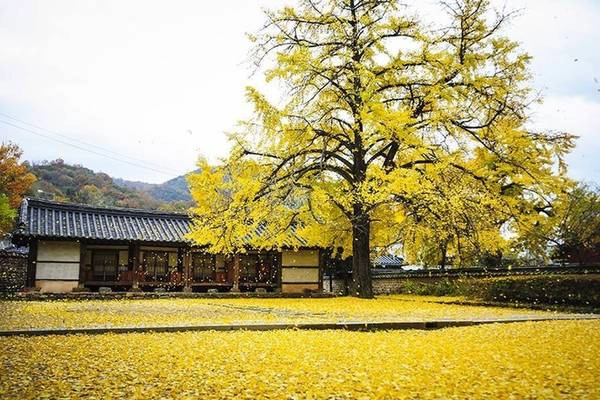 Jeonju nổi tiếng với những hàng cây ngân hạnh hàng trăm tuổi chuyển màu vàng rực khi sang thu. Đây cũng là mùa du lịch cao điểm của Jeonju, khi hàng ngàn du khách quyết tâm vượt đường xa để ngắm lá vàng rơi phủ đầy sân, hay đồi núi rực rỡ sắc thu cạnh hồ nước đẹp như tranh thủy mặc. Ảnh: naver.