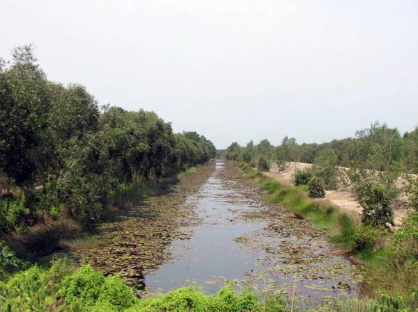 Một con mương đầy cây bông súng giữa rừng tràm trong khu bảo tồn sinh thái Thạnh Tân - Ảnh: N.T.Đăng Một con mương đầy cây bông súng giữa rừng tràm trong khu bảo tồn sinh thái Thạnh Tân - Ảnh: N.T.Đăng