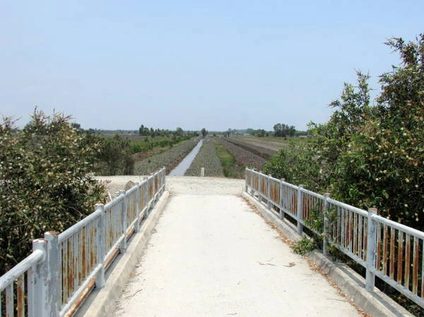 Một chiếc cầu bắc ngang kênh, bên cầu là rẫy khóm bạt ngàn của vùng đất Thạnh Tân - Ảnh: N.T.Đăng Một chiếc cầu bắc ngang kênh, bên cầu là rẫy khóm bạt ngàn của vùng đất Thạnh Tân - Ảnh: N.T.Đăng